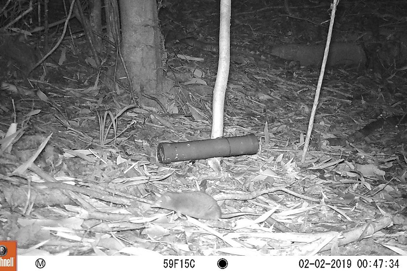 Registros de cámara trampa captan uno de los animales menos conocidos en Chile