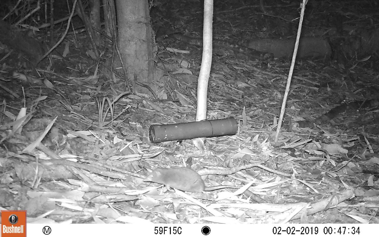 Registros de cámara trampa captan uno de los animales menos conocidos en Chile