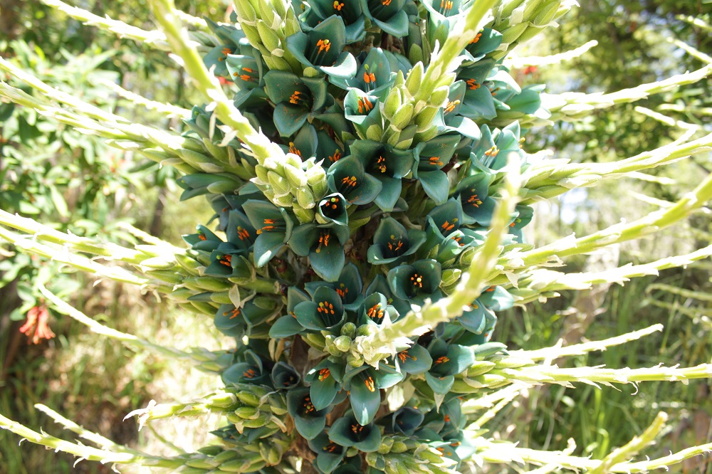 La Puya vuelve a florecer en Arboretum