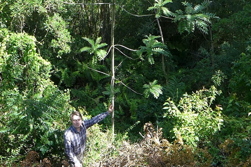 Especies de plantas de la zona norte y central incrementarán la colección del Arboretum de la UACh
