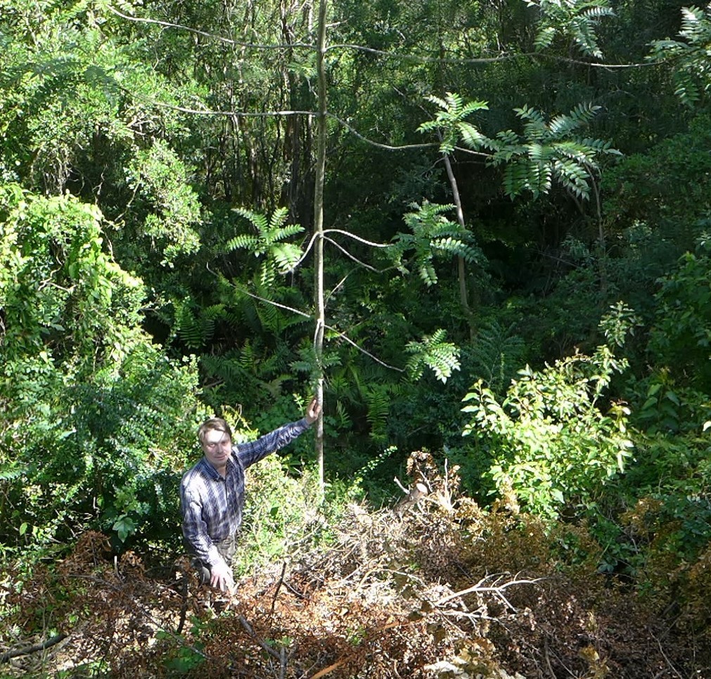 Especies de plantas de la zona norte y central incrementarán la colección del Arboretum de la UACh