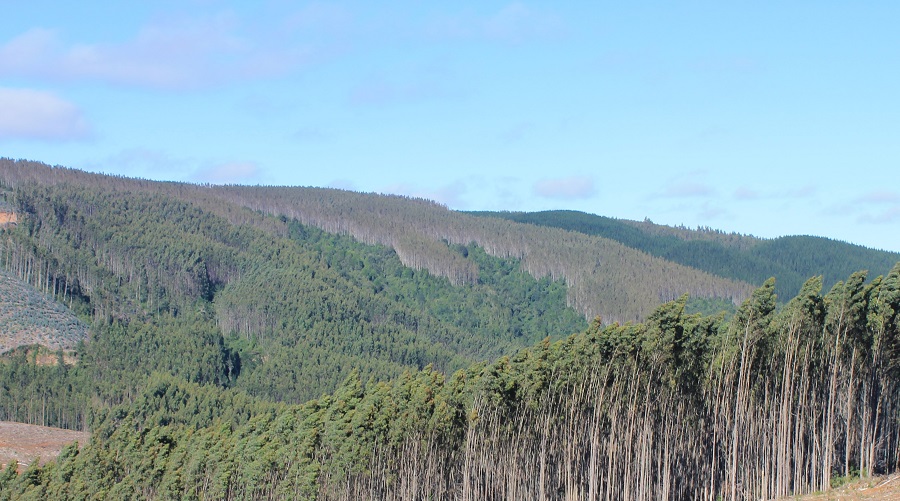 Científicos hacen llamado urgente a suspender forestación con especies exóticas en la estepa patagónica chilena