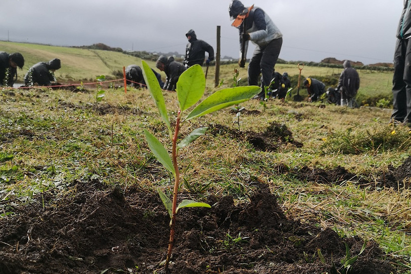 UACh se suma a Festival en Mano: se plantaron 10 mil árboles nativos en medio de jornadas educativas y de recreación