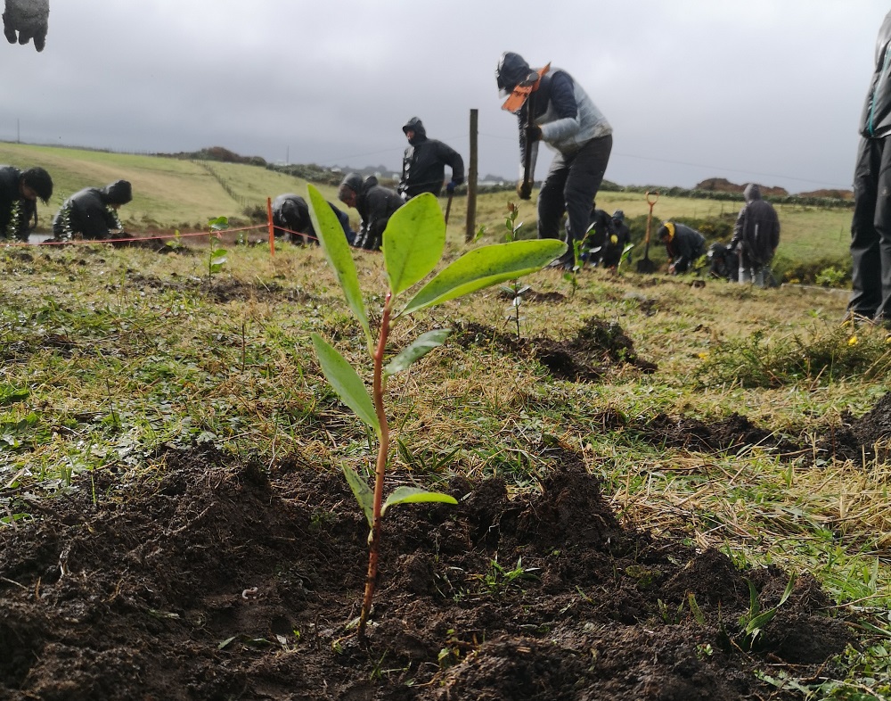 UACh se suma a Festival en Mano: se plantaron 10 mil árboles nativos en medio de jornadas educativas y de recreación