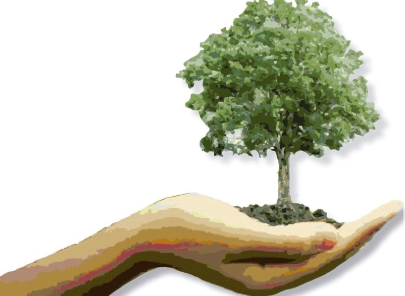 Libro sobre silvicultura aborda por primera vez la nutrición forestal en suelos chilenos