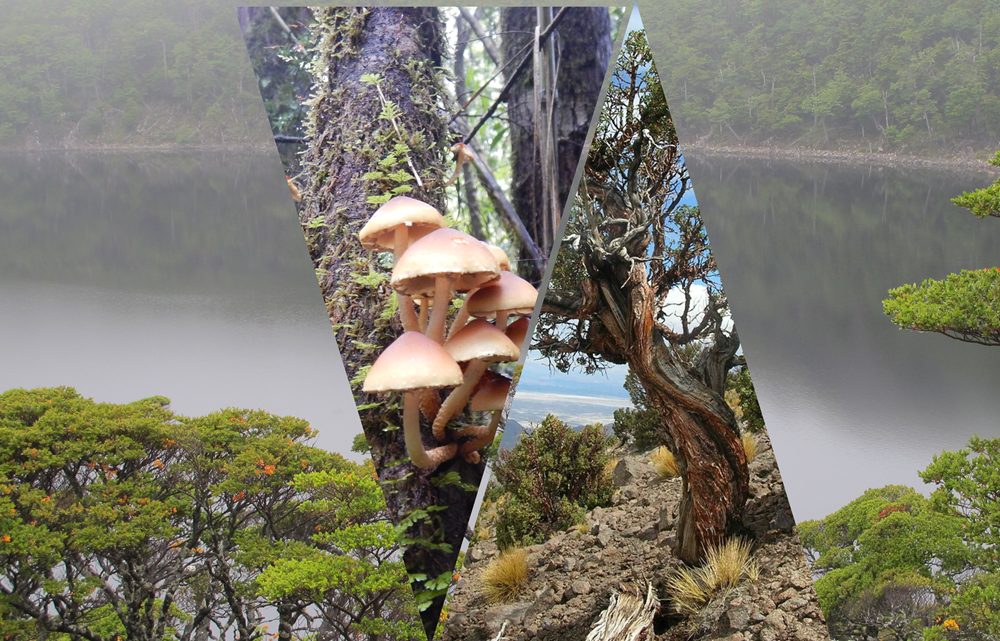 Postulaciones abiertas a magíster y doctorado de Facultad de Ciencias Forestales y Recursos Naturales
