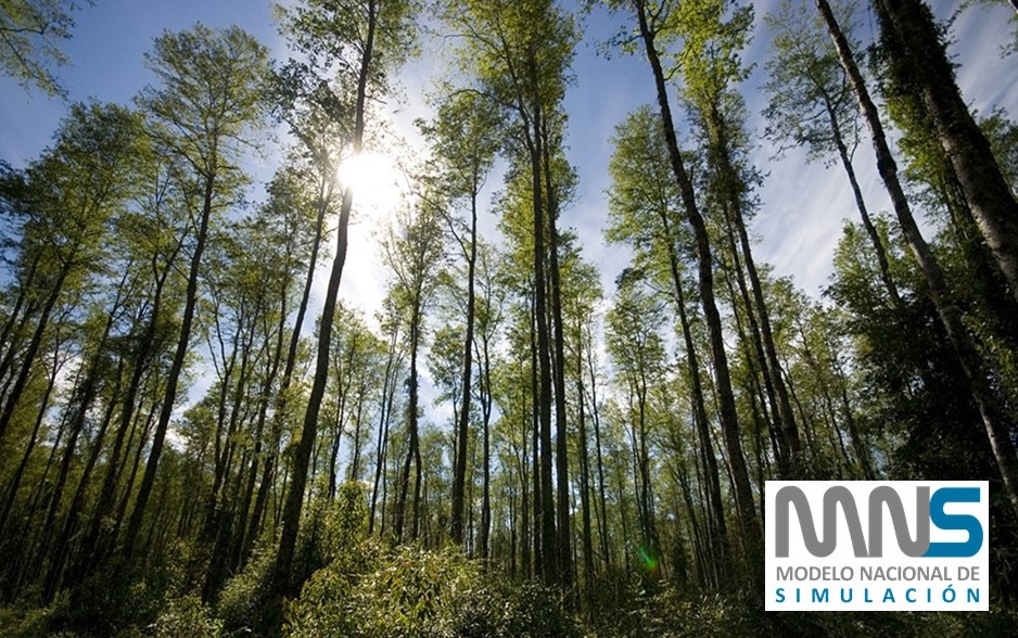 Presentan nueva herramienta para el manejo del bosque nativo en Chile