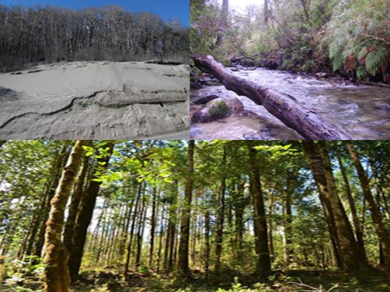 Exitoso resultado para Facultad de Ciencias Forestales y Recursos Naturales en Concurso Núcleos de Investigación de Excelencia