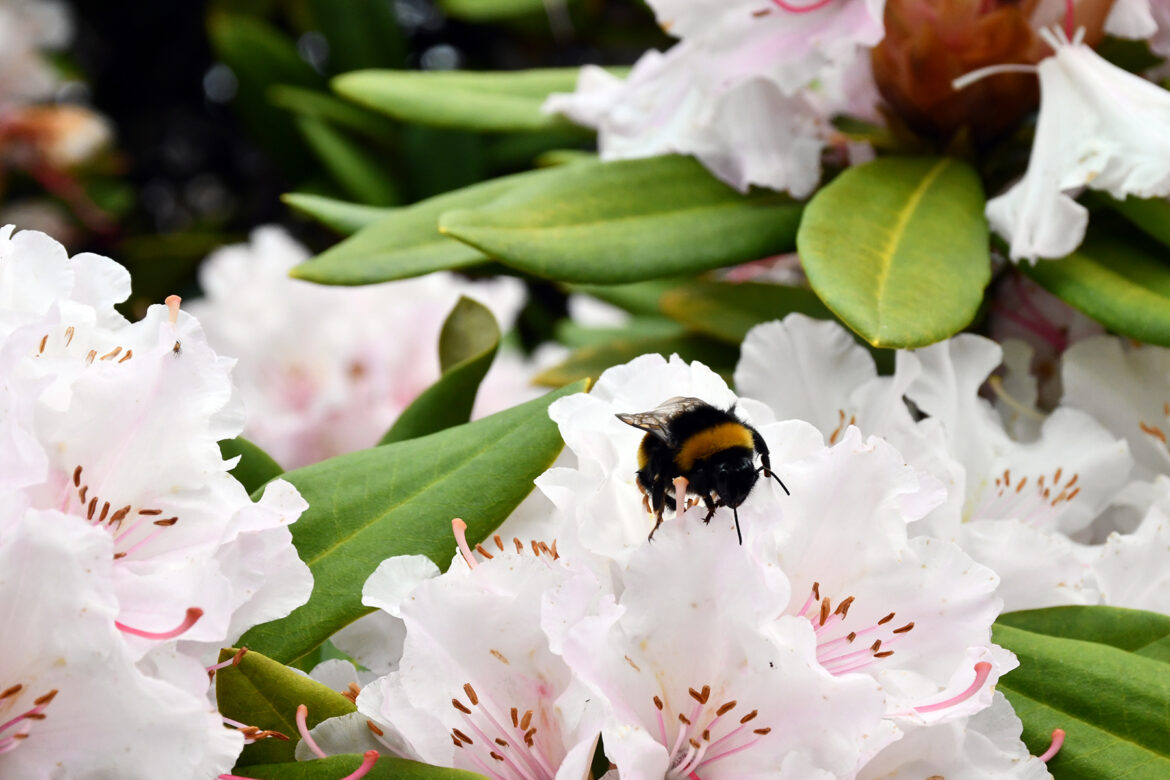 Primavera: el impacto de la polinización para las plantas