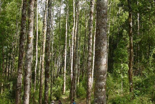 Herramienta gratuita de simulador de crecimiento para renovales de roble, raulí y coihue, estará disponible en plataforma web