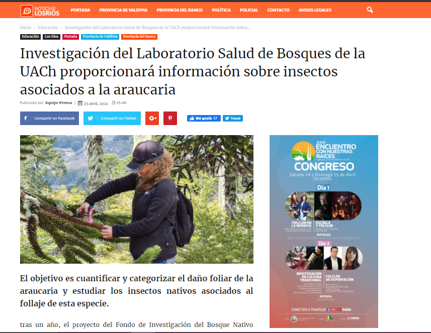 Investigación del Laboratorio Salud de Bosques proporcionará información sobre insectos asociados a la araucaria