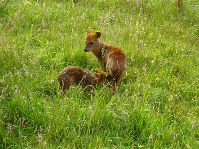 UACh participó en Plan Nacional de Conservación de especie nativa pudú