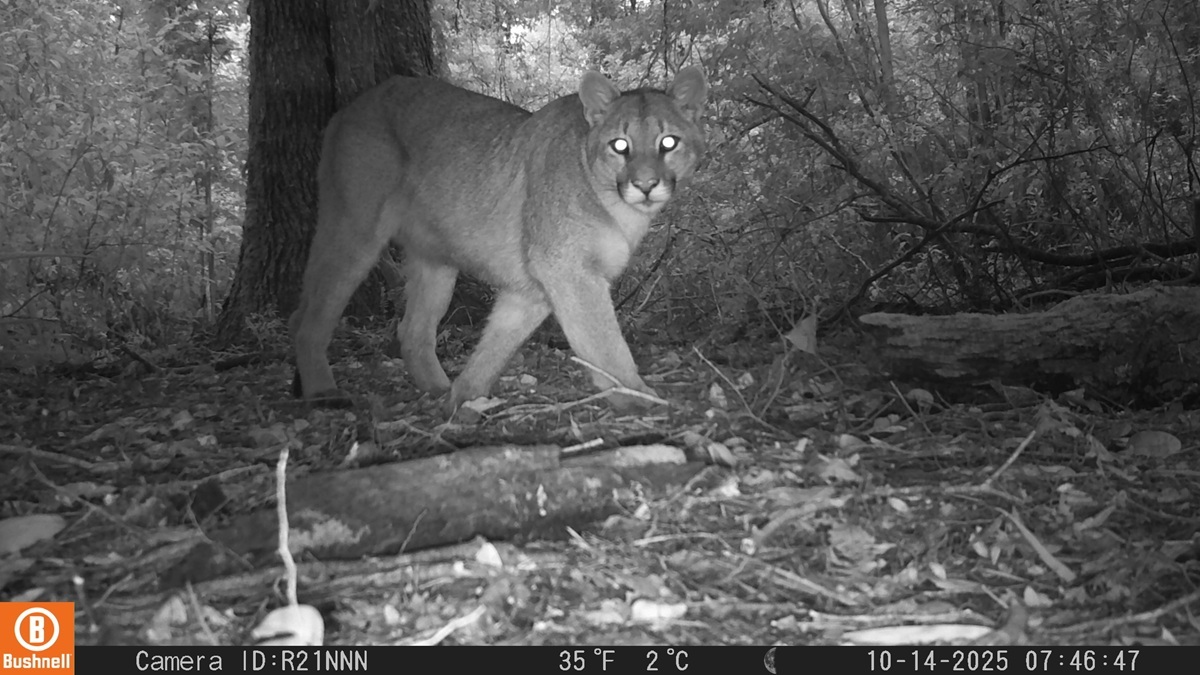Llamativos hallazgos sorprenden en entorno urbano de Valdivia