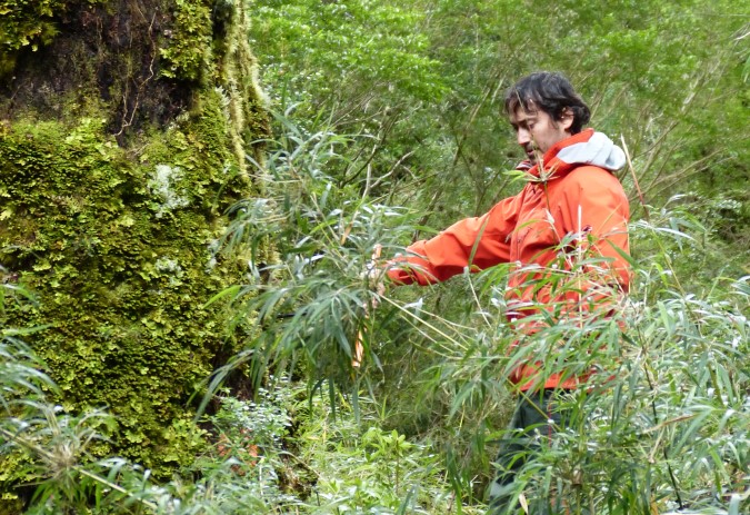 Predicen impactos de la sequía en bosques nativos de Chiloé