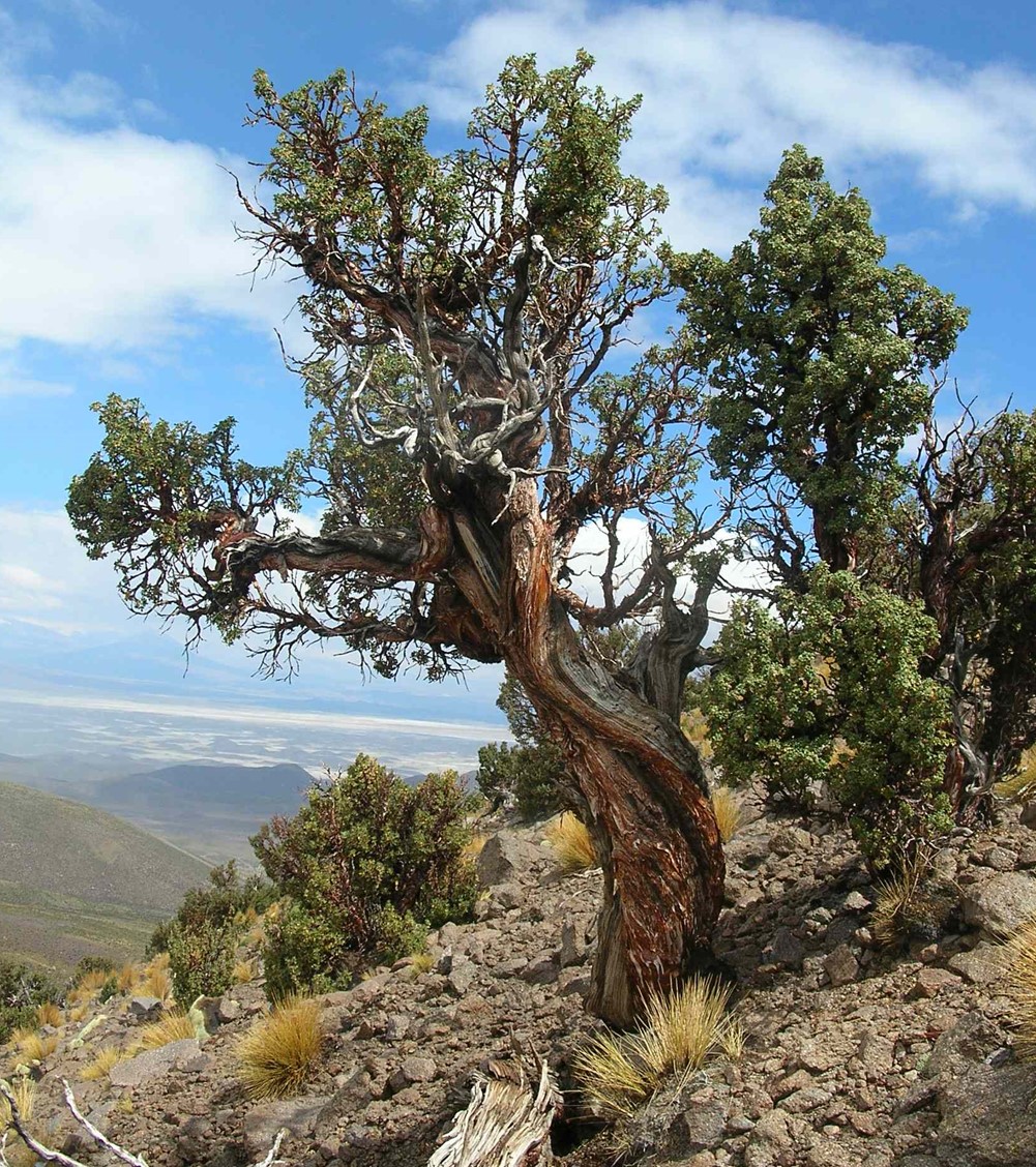Anillos de árboles revelan que frecuencia de sequías severas y lluvias extremas han aumentado desde mediados de siglo XX