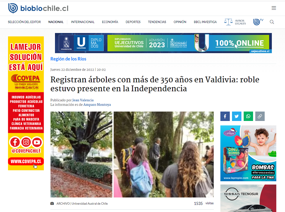 Registran árboles con más de 350 años en Valdivia: roble estuvo presente en la Independencia