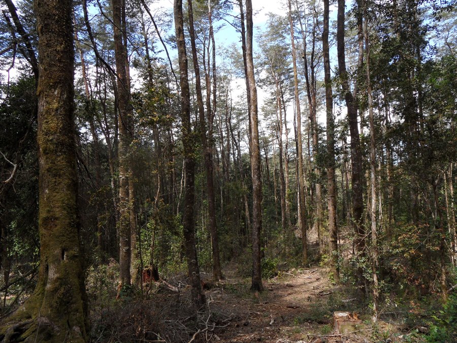 Herramienta permitirá modelar el efecto del raleo en bosques