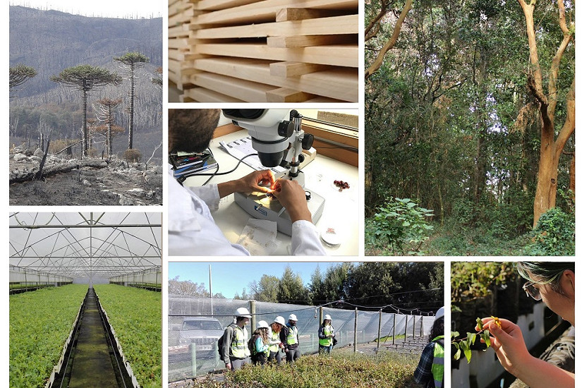 En 1er lugar a nivel nacional: Ranking SCImago destaca área forestal en la UACh