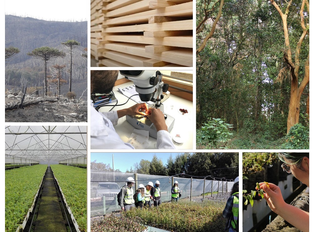 En 1er lugar a nivel nacional: Ranking SCImago destaca área forestal en la UACh