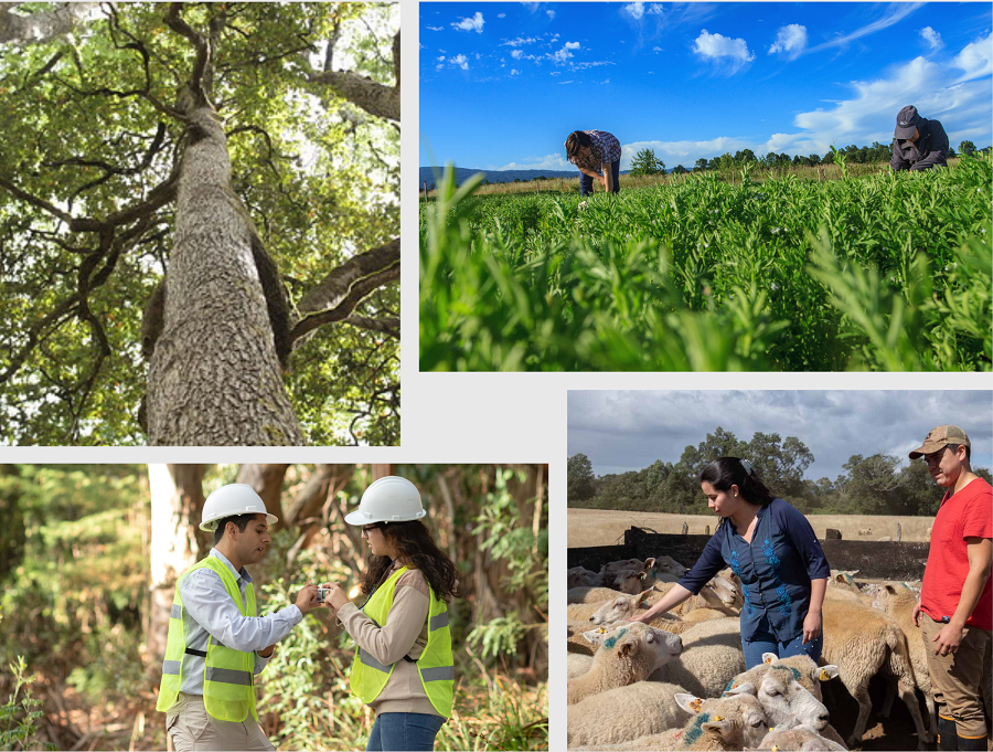 Agronomía y Forestal de la UACh ubicadas entre las mejores de Chile en Ranking QS