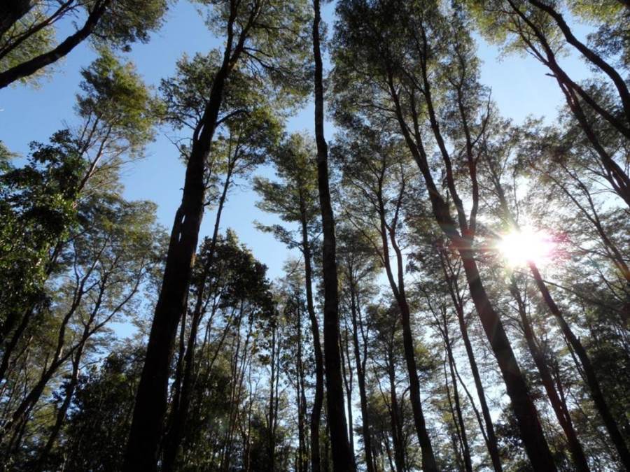 En el Día de los Bosques expertos de la UACh destacan el valor de este ecosistema