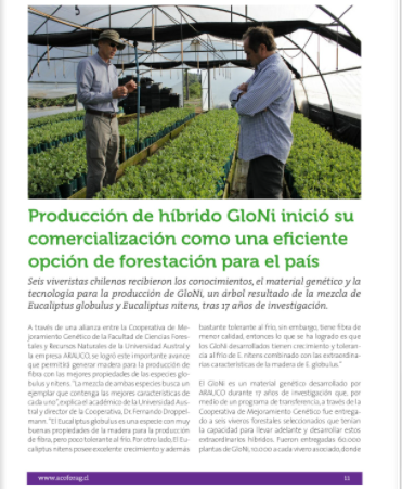 Producción de híbrido GLoNI inició su comercialización como una eficiente opción de forestación para el país