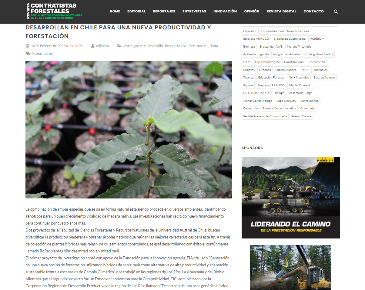 Híbridos de roble y raulí de rápido crecimiento se desarrollan en Chile para una nueva productividad y forestación