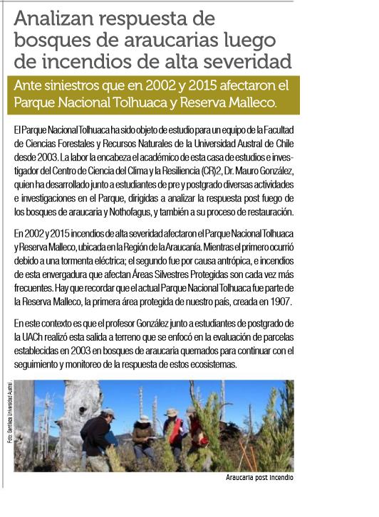 Analizan respuesta de bosques de araucarias luego de incendios de alta severidad