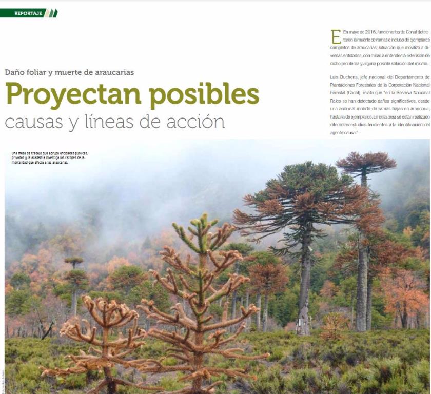 Daño foliar y muerte de araucarias: proyectan posibles causas y líneas de acción