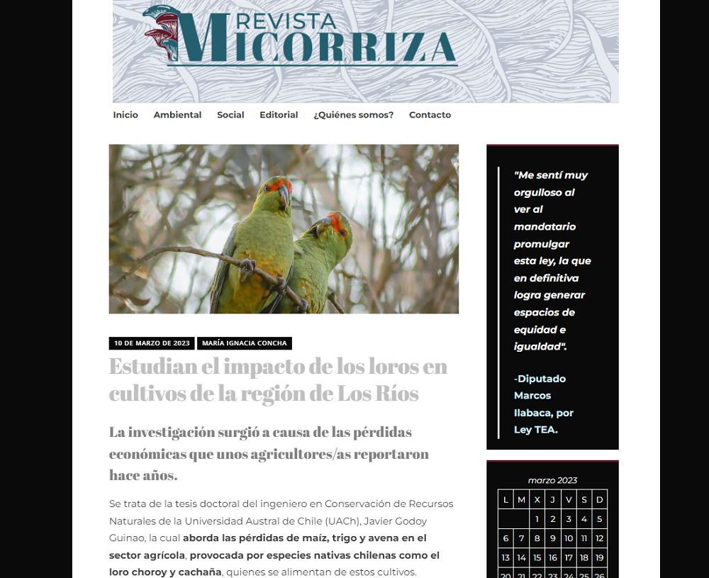 Estudian el impacto de los loros en cultivos de la región de Los Ríos