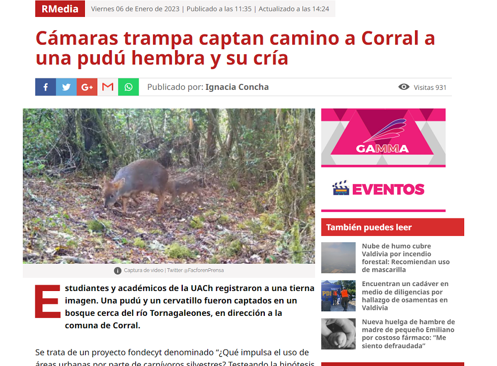 Cámaras trampa captan camino a Corral a una pudú hembra y su cría