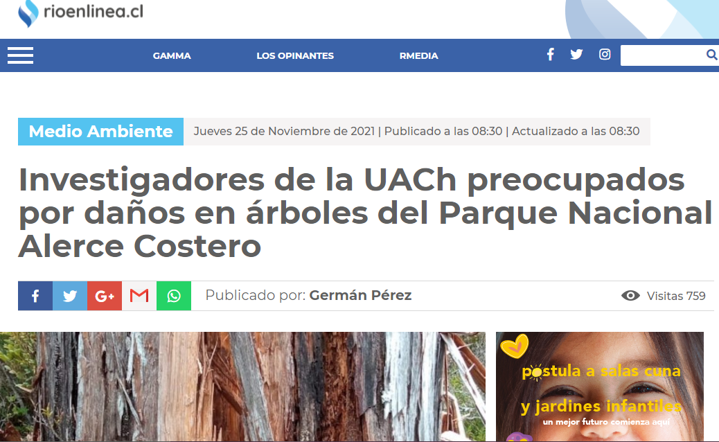 Investigadores de la UACh preocupados por daños en árboles del Parque Nacional Alerce Costero