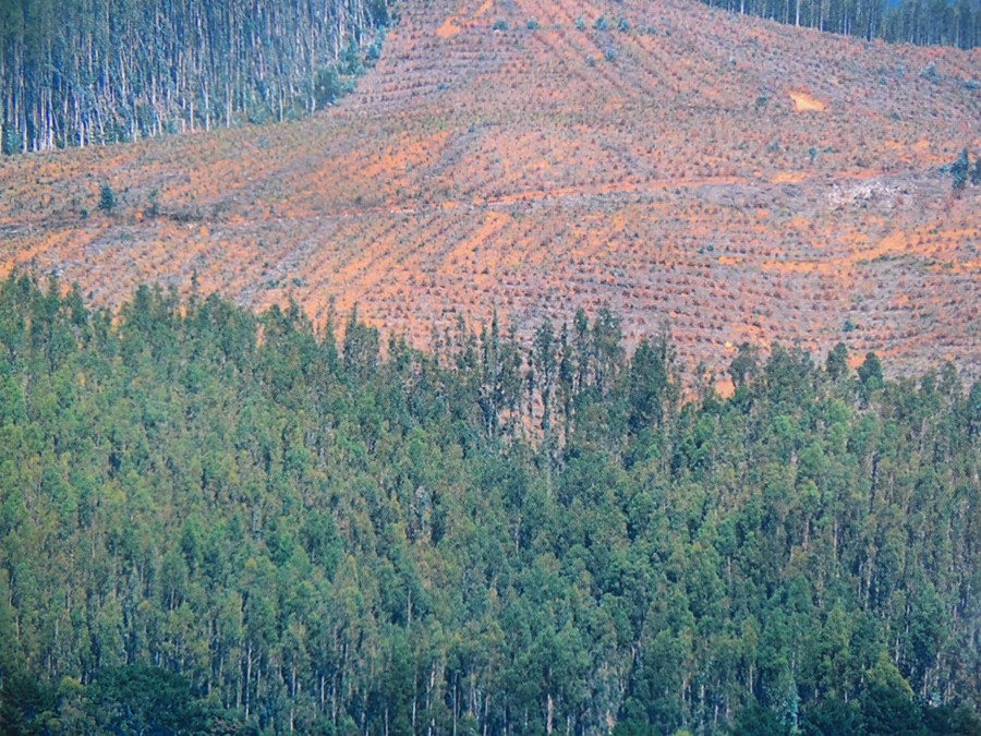 Invitan a lanzamiento de libro sobre tamaño de la tala rasa en plantaciones forestales