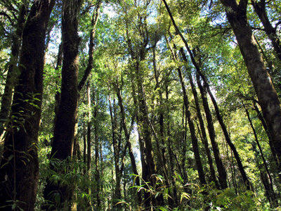 Núcleo Teses impulsa curso de restauración de ecosistemas forestales