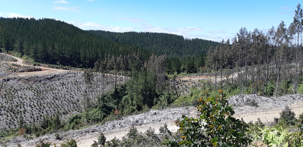Llamado a las empresas forestales: cambio climático y sentido común