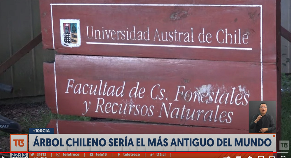 Árbol chileno sería el más antiguo del mundo