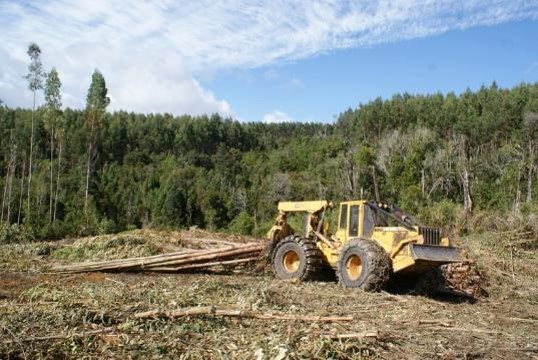 Llaman a apoyar proyecto de ley para incluir las plantaciones en el SEIA