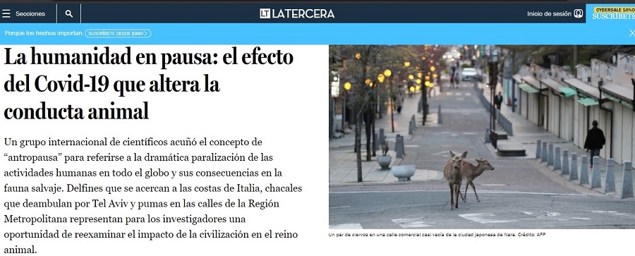 La humanidad en pausa: el efecto del Covid-19 que altera la conducta animal