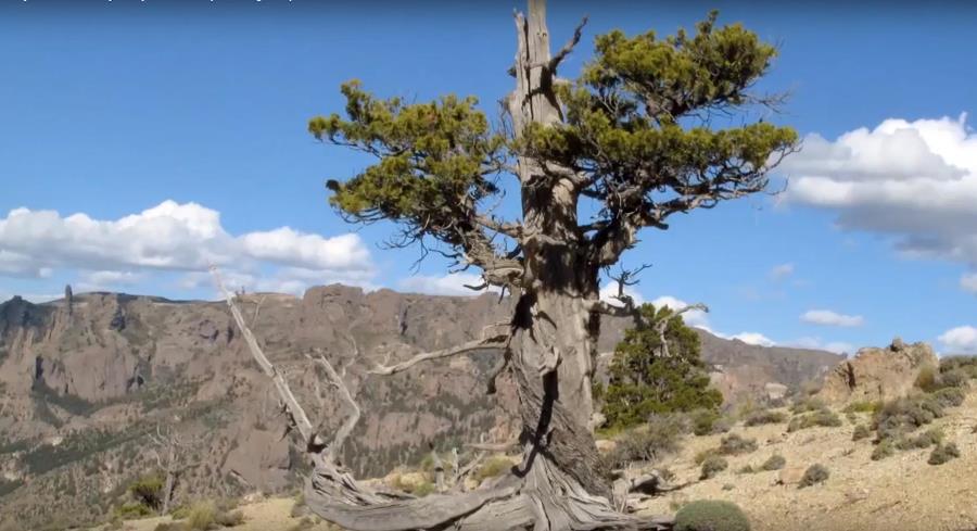 Investigadores europeos, norteamericanos y latinoamericanos estudian el misterio de los trópicos en expansión