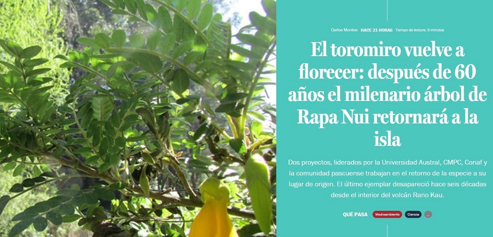 El toromiro vuelve a florecer: después de 60 años el milenario árbol de Rapa Nui retornará a la isla