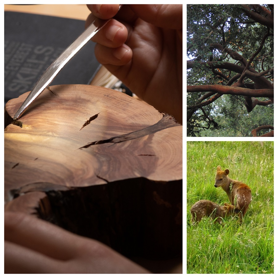 Se extienden postulaciones a Programas de postgrado Facultad de Ciencias Forestales y Recursos Naturales