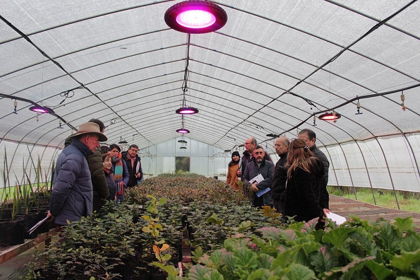Innovación, tecnología y producción de plantas como aporte al cambio climático