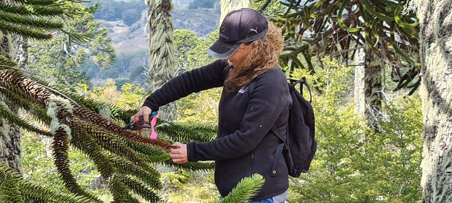 Investigación del Laboratorio Salud de Bosques de la UACh proporcionará información sobre insectos asociados a la araucaria