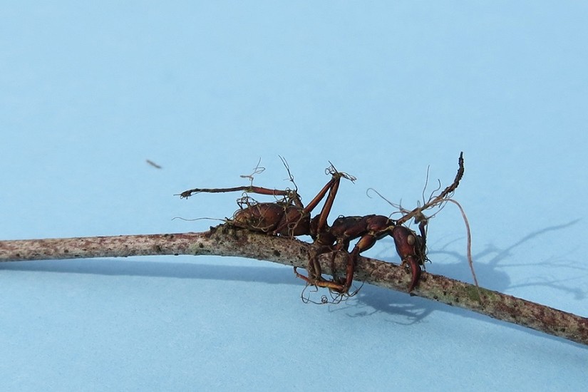 No todos generan zombis: el impresionante mundo de los hongos que parasitan insectos