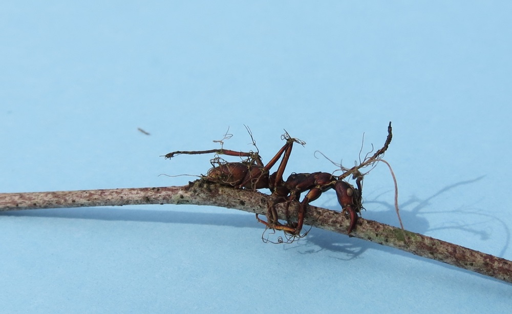 No todos generan zombis: el impresionante mundo de los hongos que parasitan insectos