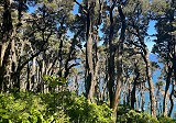 Columna: Redescubrir el bosque a través de cada árbol