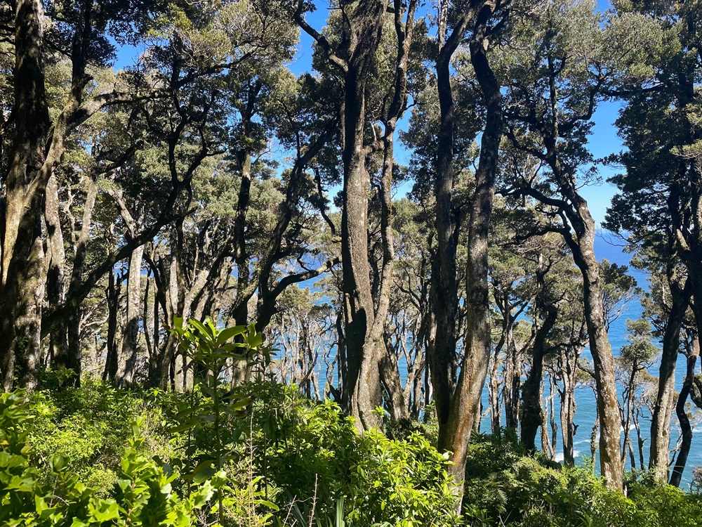 Columna: Redescubrir el bosque a través de cada árbol