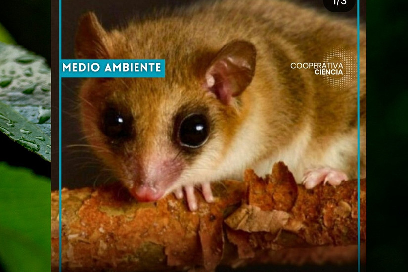 Estudio en Parque Oncol revela el impacto de los caminos en el monito del monte y el chucao