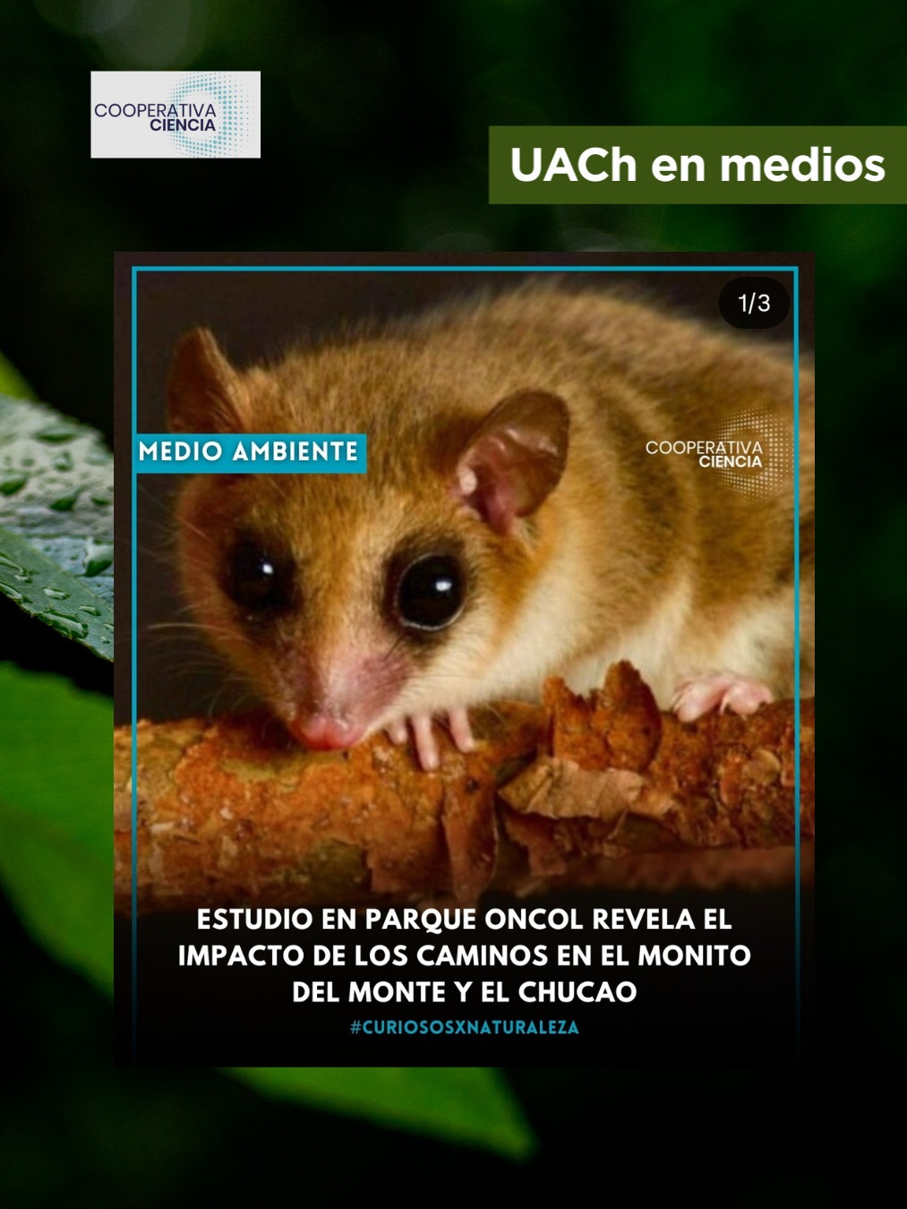 Estudio en Parque Oncol revela el impacto de los caminos en el monito del monte y el chucao