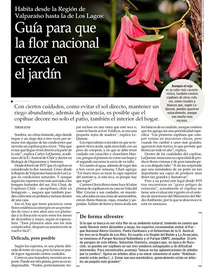 Guía para que la flor nacional crezca en el jardín